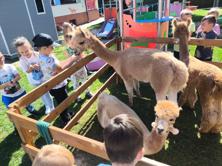 Dzień Przedszkolaka- Spotkanie z Alpakami